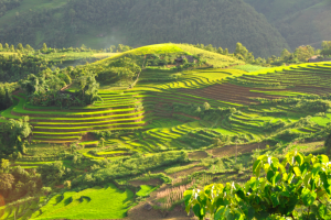 Terraced fields in Sa Pa, Vietnam. ©wikimedia commons
