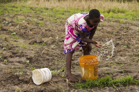 Splashing water on crops in Tanzania. ©WorldFish 