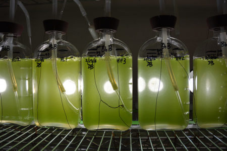 Biofuel algae. ©AgriLife Today">By USAF – 070731-F-8831R-001 ” width=”450″ height=”300″/><p class=