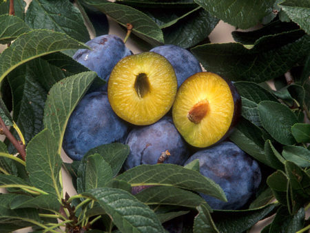 Genetically modified plums. © By Scott Bauer, USDA ARS, Wikimedia Commons