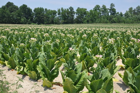 Tobacco field. ©Kevinbercaw, Creative Commons Attribution-Share Alike 3.0 